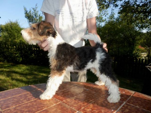 Prod�m foxterier drsnosrst�