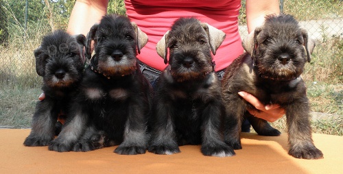 Kn�ra� st�edn� pep� a s�l