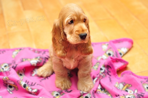 �t��ata angl. kokr�pan�l