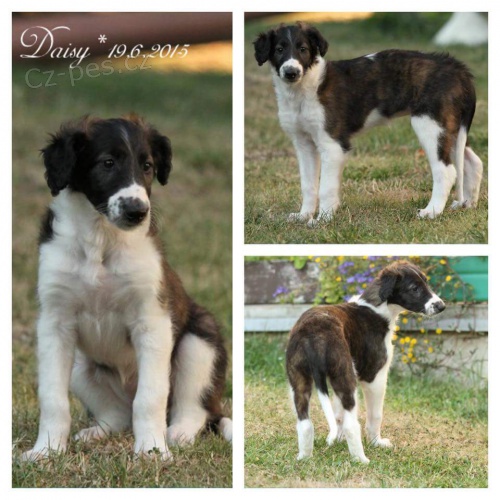 �t���tka barzoje