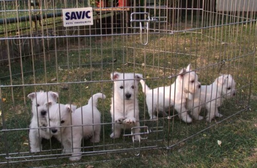 �t��ata west�ka s PP kluci