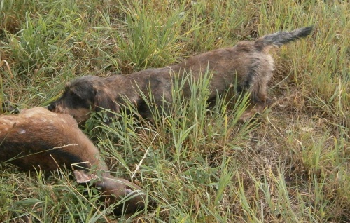 Jezev��k drsnosrst� standard s PP,fena st��� 18 m�s�c�