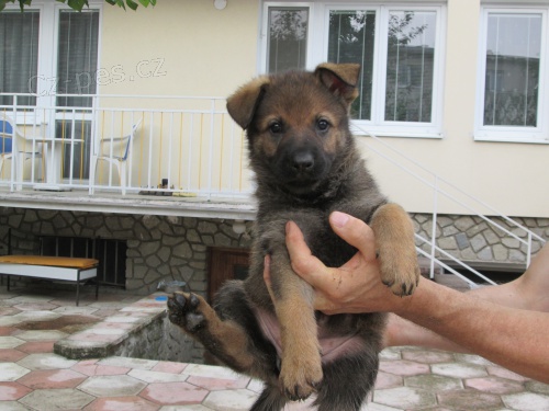 Vlko�ed� �t��ata NO s PP