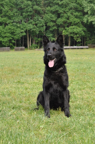 N�meck� ov��k CELO�ERN� PEJSEK S  PP