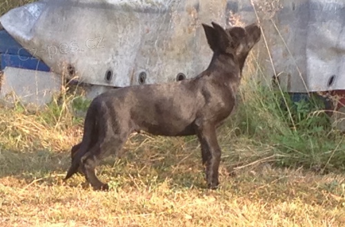 �t�n� N�meck�ho ov��ka s PP po v�born�ch rodi��