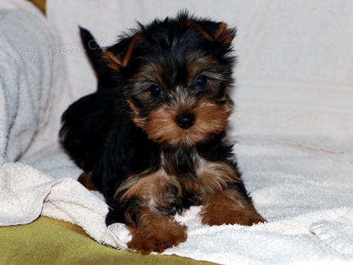 �t��ata jork��rsk�ho teri�ra