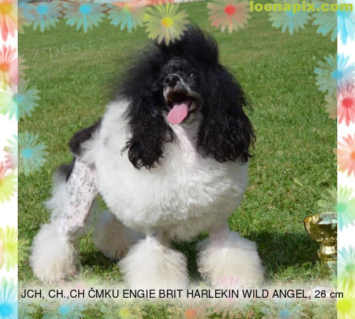 Pudl toy a trpasli�� harlek�n s PP