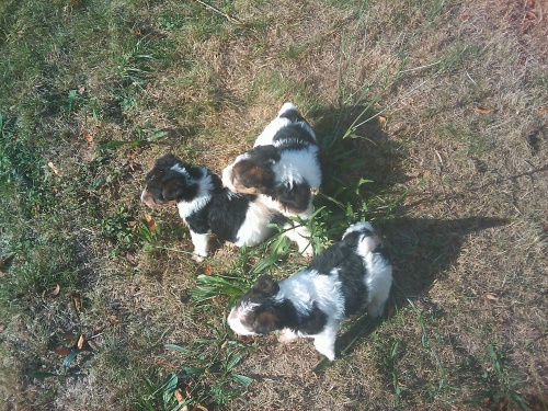 Foxterier drsnosrst�