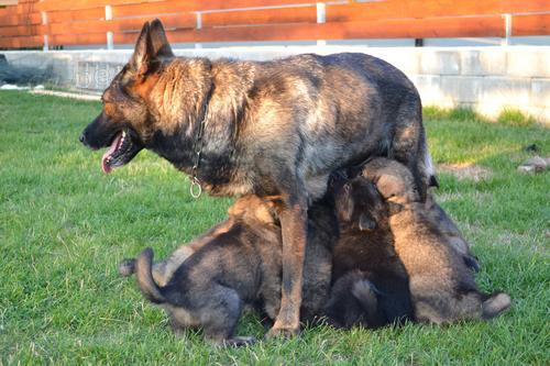 N�meck� ov��k �t��ata s PP