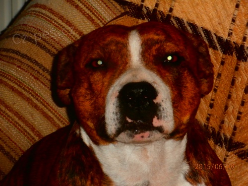 Staford��rsk� bullterier