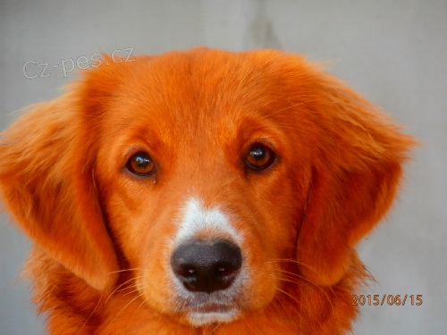 Nova scotia duck tolling retr�vr