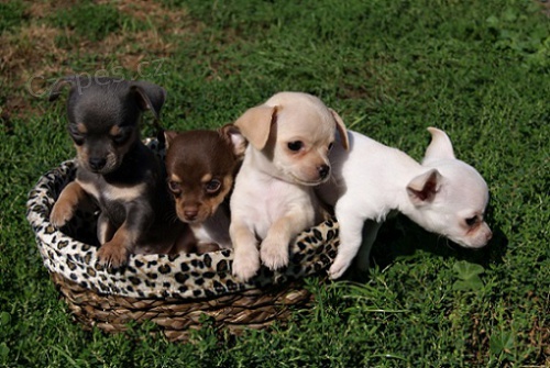 �ivava kr�tko i dlouhosrst�