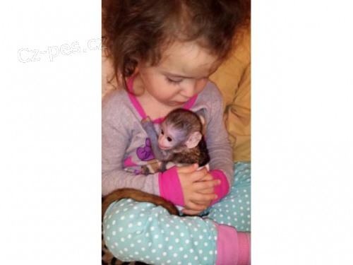 D�t� Kapuc�n Opice Pro Prodeji