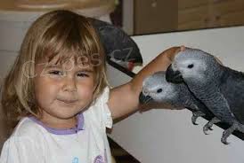 �ako kongo papou�ci pro prodej