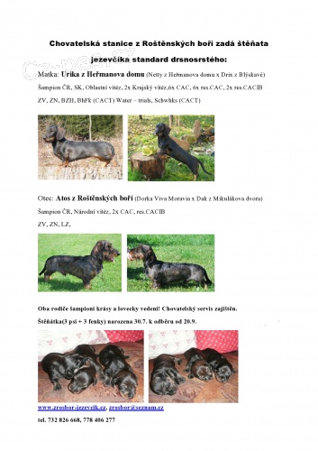 Jezev��k standard drsnosrst� s PP