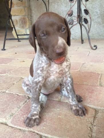 N�meck� kr�tkosrst� oha� s PP