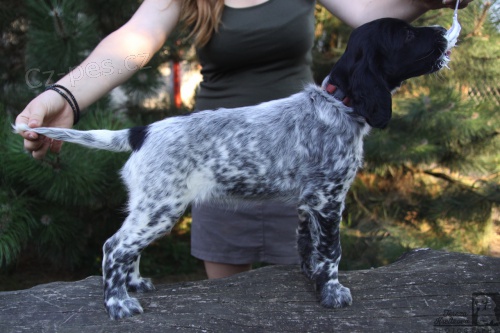 Velk� munsterlandsk� oha� - �t��ata