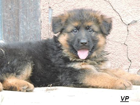 Prod�me �t�n�- fenku-   N�meck�ho ov��ka s PP