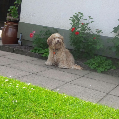 kryt� - Barevn� bolonsk� ps�k