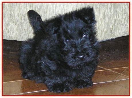 �kotsky terier-�teniatka