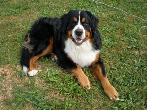 Bernsk� sala�nick� pes ke kryt�