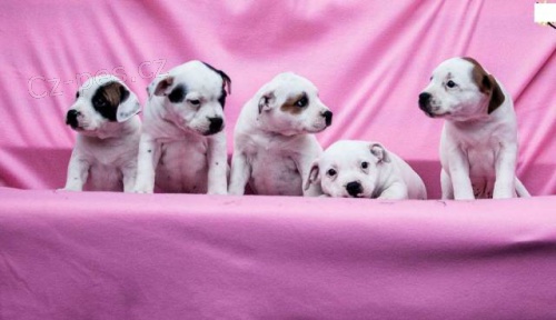 Staford�irsk� bulteri�r