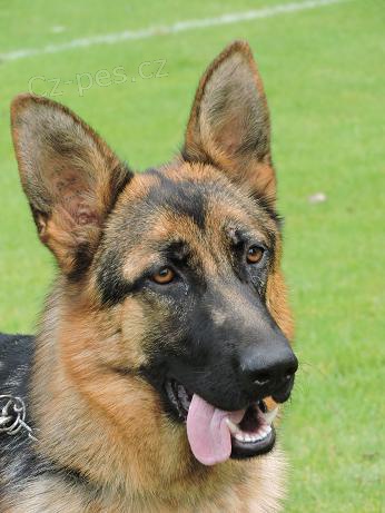 Prod�m fenu n�meck�ho ov��ka s PP