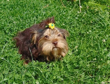 �okol�dov� jork��rek s PP