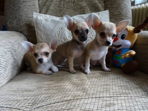 �ivavky, rozmazlen� prckov�