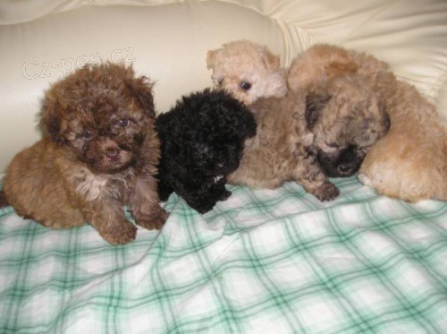 Bolo�sk� ps�k barevn� s PP/Rusk� barevn� bolonka