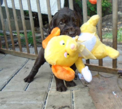 Flat coated retriever s PP. hn�d� a �ern� barva