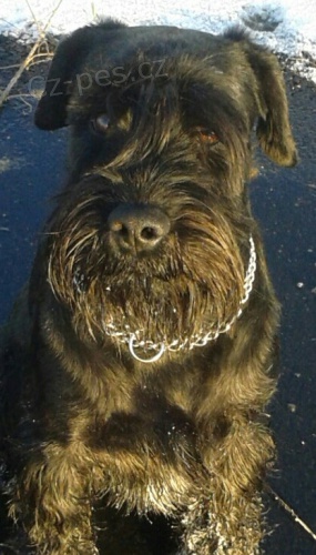 St�edn� kn�ra� hled� sle�nu