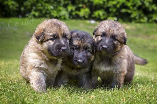 Nemeck� ovc�k - �ten�tka s p.p.