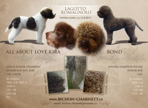 Lagotto Romagnolo - italsk� vodn� pes