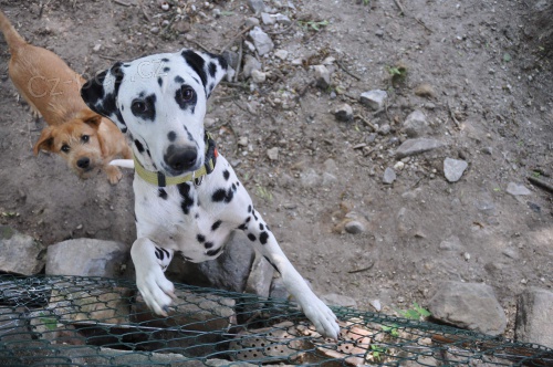 Hled�me domov Artu�ovi