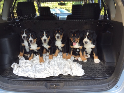 Velk� �v�carsk� sala�nick�