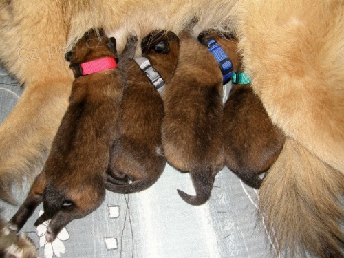 Belgick� ov��k Tervueren �t��ata s PP