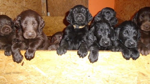 Flat coated retriever s PP �ern�, hn�d� �t�n�tka