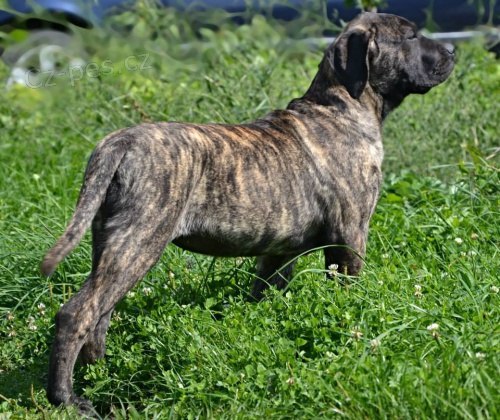 PROD�M �t�n� Dogo Canario