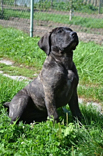 PROD�M �t�n� Dogo Canario