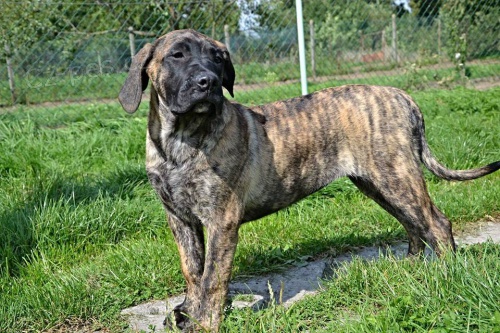 PROD�M �t�n� Dogo Canario