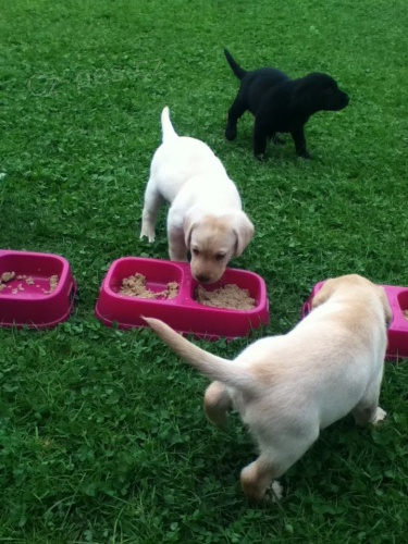 Labrador �t�n� s PP