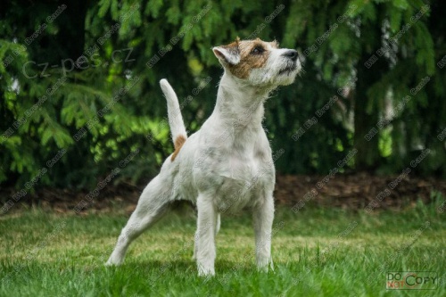 Parson Russell Terier s PP, kryt�