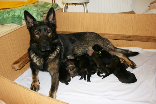 N�meck� ov��k s PP