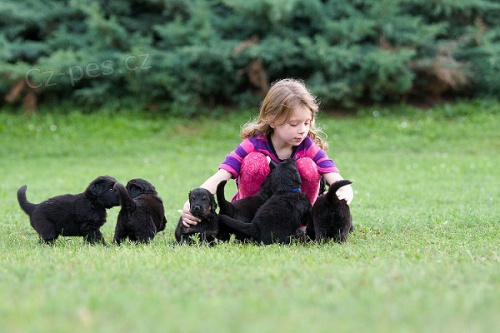 Prod�m �t���tka hovawart� s PP