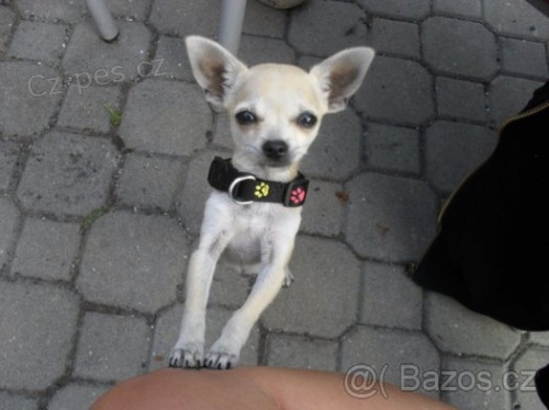 �ivava bez PP-kryt�