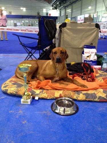 Kr�sn� �t��ata Rhod�sk�ho Ridgebacka