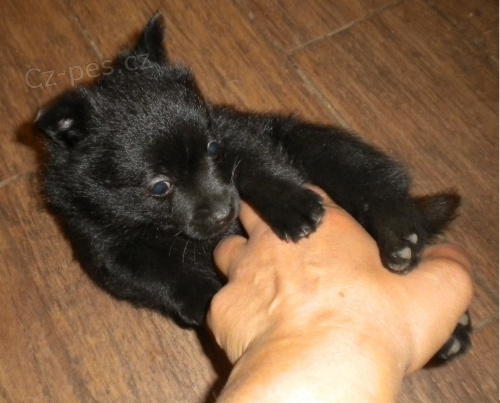 �iperka na prodej s PP