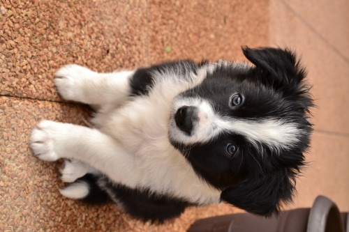 Prod�m �istokrevn� �t�nata Border kolie