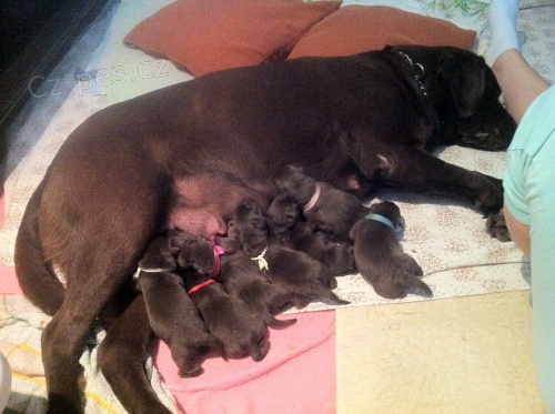 Labradorsk� retr�vrt �t���tka s PP